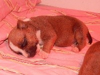 De La Vallée Des Molosses - Staffordshire Bull Terrier - Portée née le 31/12/2018