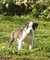 De La Vallée Des Molosses - American Staffordshire Terrier - Portée née le 22/11/2016