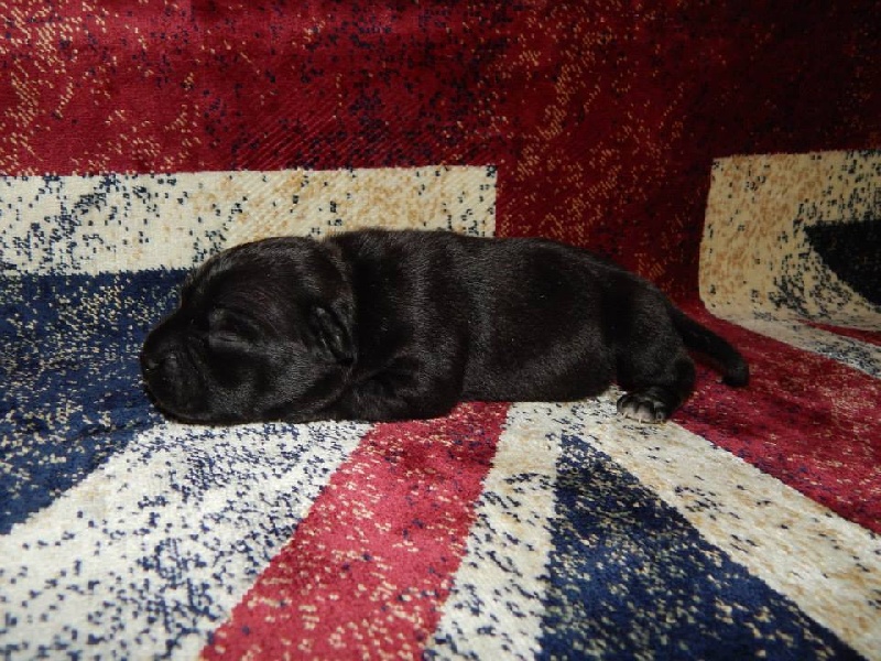De La Vallée Des Molosses - Staffordshire Bull Terrier - Portée née le 25/03/2015