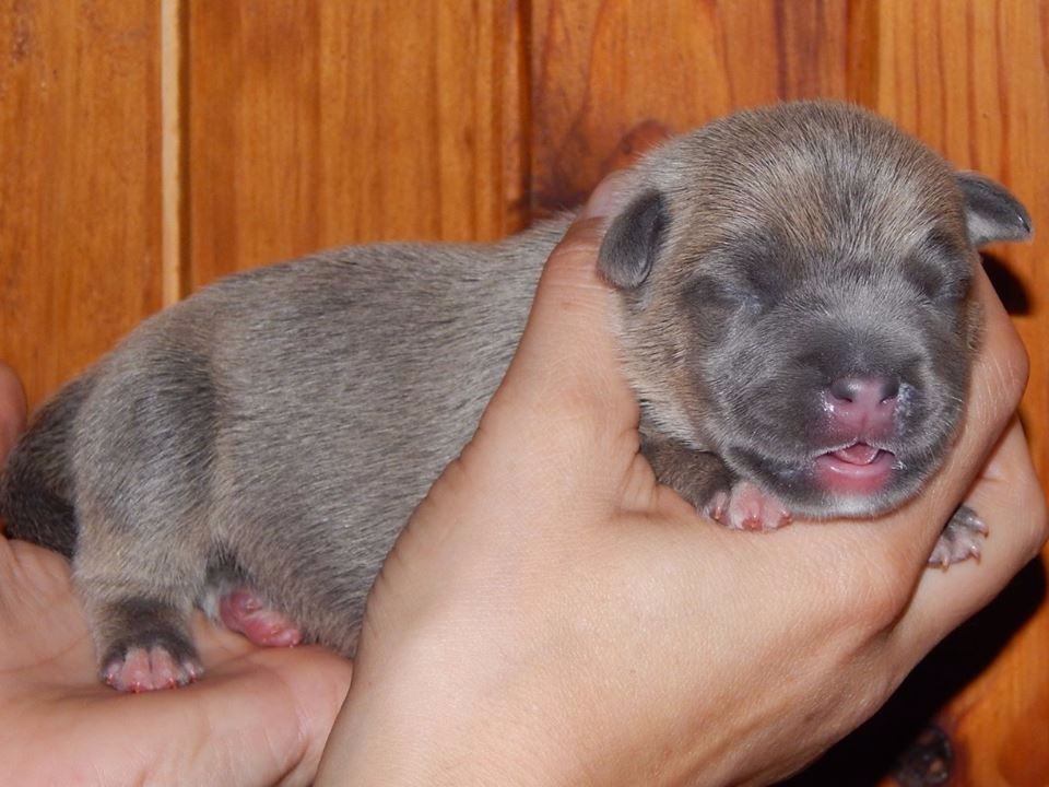 De La Vallée Des Molosses - American Staffordshire Terrier - Portée née le 26/09/2017